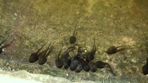 A Line of Tadpoles Wriggling and Swimming in a Pond, County Wicklow, Ireland