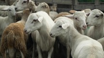 A herd or flock of sheep in a pen in cinematic slow motion.