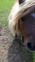 Shetland Pony Eating Grass Out of Girl's Hand, Ireland
