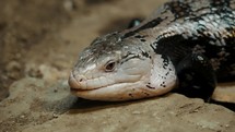 Blue-tongued Skink Lizard On The Deserts Of Australia. Close Up	