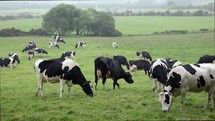 Black and White Cows Eating Grass and Coming Close, County Wicklow, Ireland
