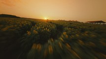Sunflower field at golden hour (FPV Drone)