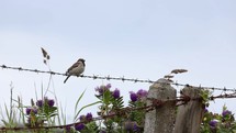 Male House Sparrow Bird on a Barbed Wire Fence Flying Off
