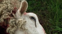 The eye of a lifeless sheep laying in the grass being prepared for Islamic religious holiday Eid Al Adha or Eid Al Fitr in cinematic slow motion.