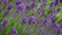 Bumblebee on Purple Lavender Flowers in the Breeze, Ireland
