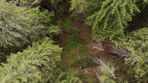 Aerial drone ascending frrom forest treetops with conifer trees In the mountains
