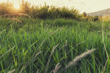 field of green grass at sunset 