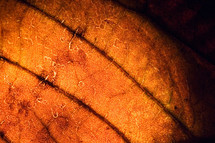 veins in a brown leaf 