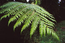 A fern frond in a forest.