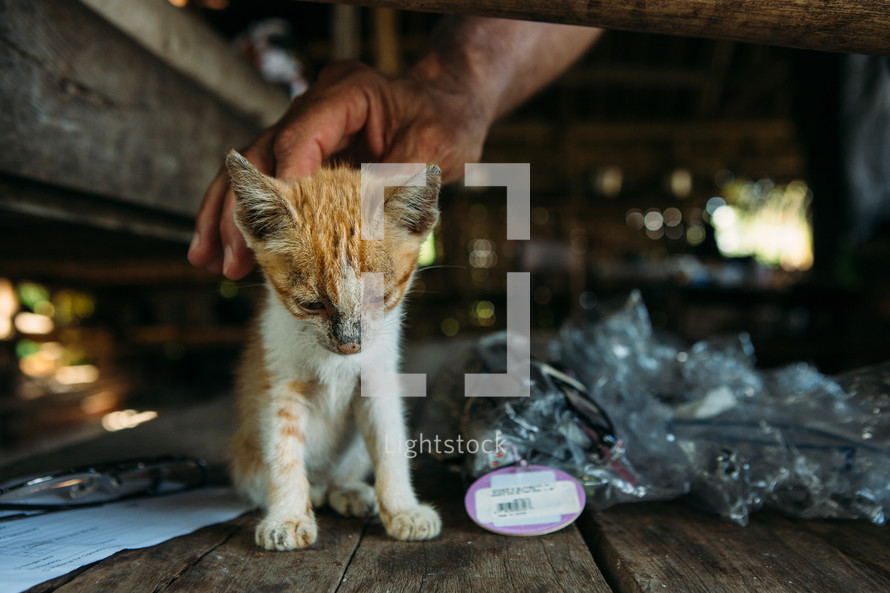 a man petting a dirty stray kitten 
