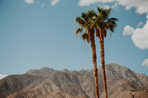 mountain peaks and palm trees in California 