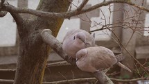 two eurasian collared doves (scientific name Streptopelia decaocto) on a tree branch