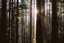 sunlight shining on trees in a forest 