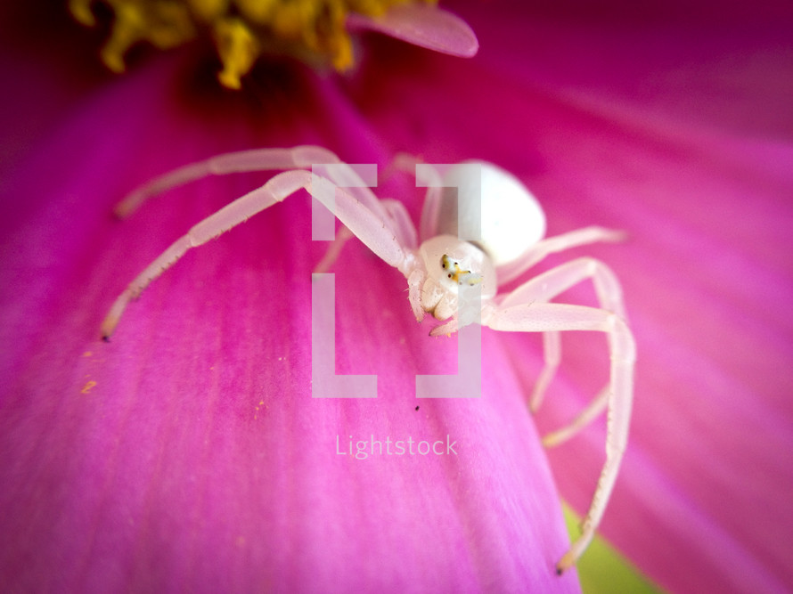 white spider on a flower