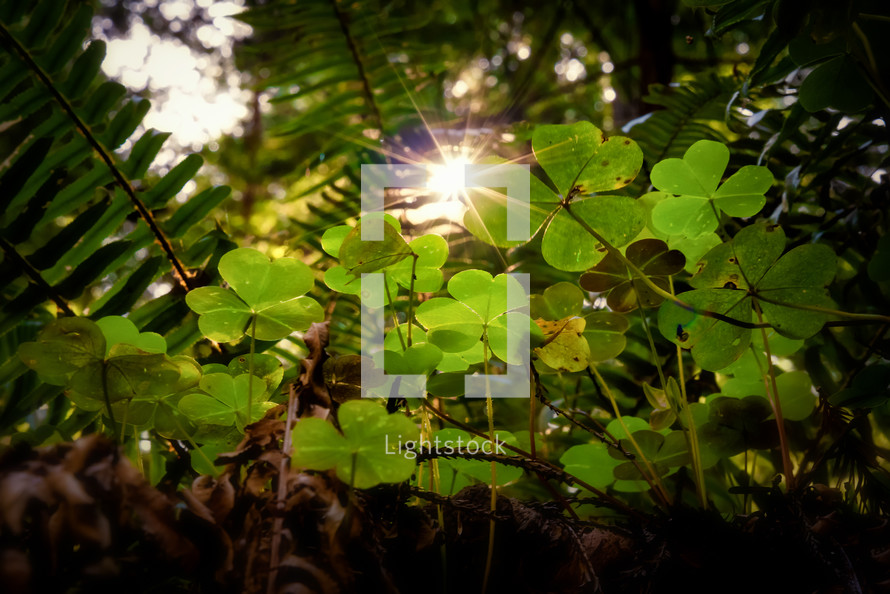 clovers in bright sunlight redwood forest. Northern California, USA