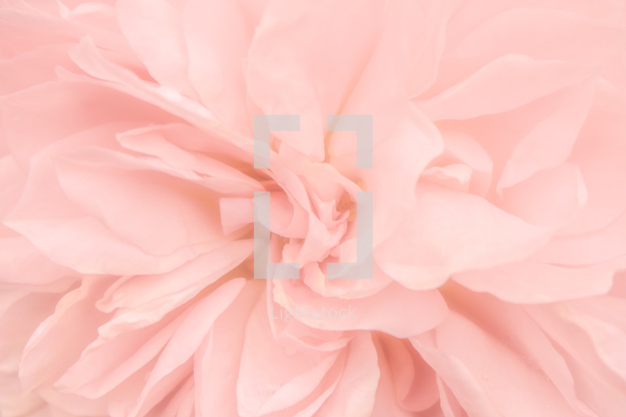 An Opaque Pattern of Pink Rose Petals
