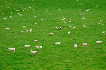 White Sheep in a Green Field Pattern - Ireland