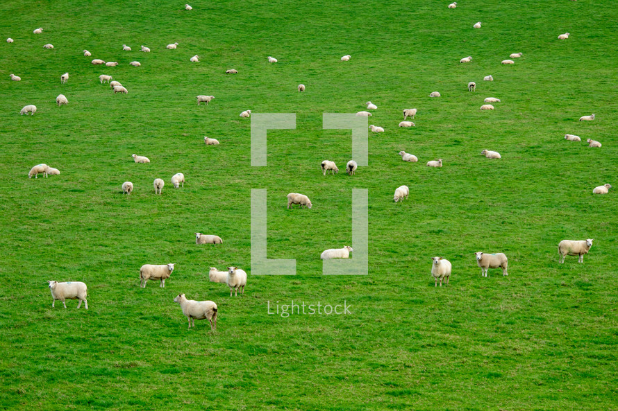 White Sheep in a Green Field Pattern - Ireland
