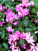 pink flowers and green leaves 