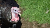 Female Turkey Close Up, County Wicklow, Ireland
