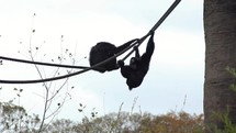 Two Gibbons Yelling and Hooting While Swinging from Ropes
