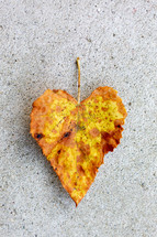 heart shaped yellow fall leaf on concrete 