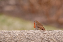 Curious Robin Standing on Top of a Wall