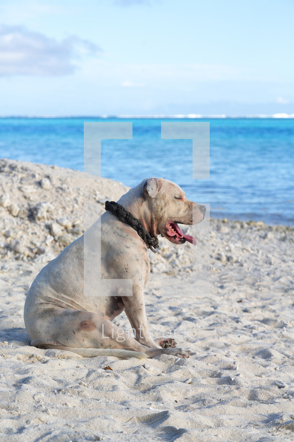 a dog resting in the sand on a beach 