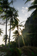 palm trees in Palawan Islands, Philippines 