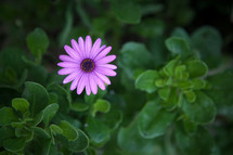 Vibrant purple flower with green leaves 