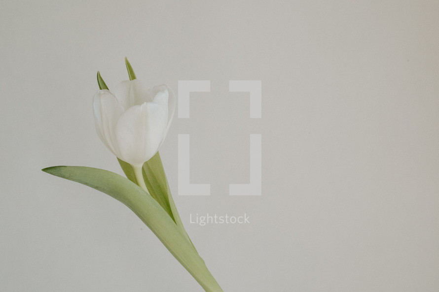 White tulip on white background