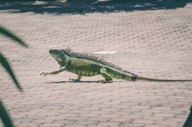 Iguana walks along a poolside patio.
