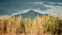tall grasses and a distant mountain peak 