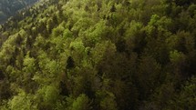 Aerial of a forest on a hill