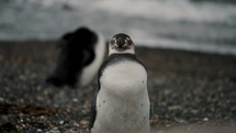 Magellanic Penguins Near The Beach In Isla Martillo, Tierra del Fuego, Argentina - Close Up Shot