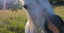 a horse nuzzling the camera 