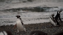 Magellanic Penguins Standing And Shaking In Isla Martillo, Tierra del Fuego, Argentina - Close Up