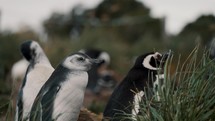 Magellanic Penguins Between The Grass In Nature, Isla Martillo, Tierra del Fuego, Argentina - Close Up