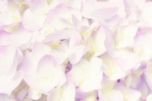 hydrangea flower petal texture background