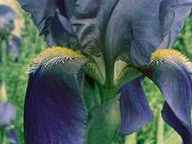 moody iris closeup in purple-blue