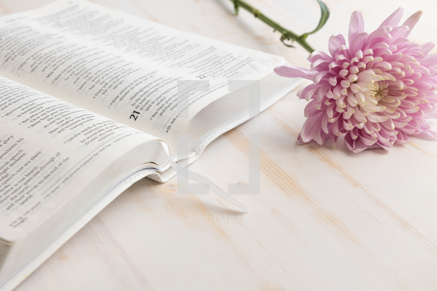 light purple flowers on white with bible