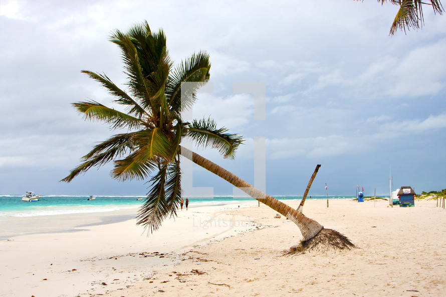 palm trees on a beach 