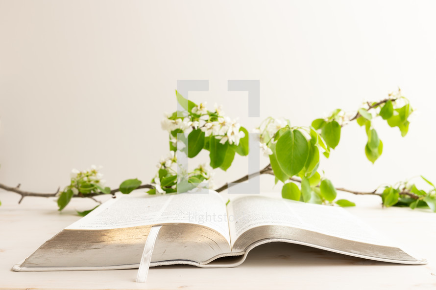 Bible and branch with white blossoms on a white background with copy space