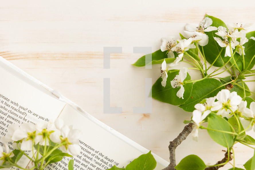 Bible and branch with white blossoms on a white background with copy space