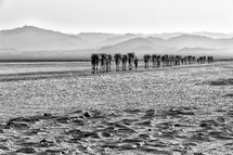 caravan of camels crossing a salt lake 