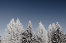 Frost covered treeline with blue sky