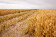 Dirt path through golden wheat field in Kansas on a cloudy day