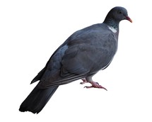 common wood pigeon bird (scientific name Columba palumbus) isolated over white background