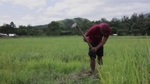 asian rice farmer hoe chopping ground 