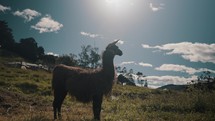 Llama Camelid Standing On The Grassy Mountains Of Andean In South America.
